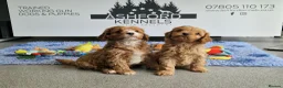 Cavapoo dogs for sale: RARE H/TESTED RED PHANTOM CARRIER F1 TOY CAVAPOOS - Advert 1