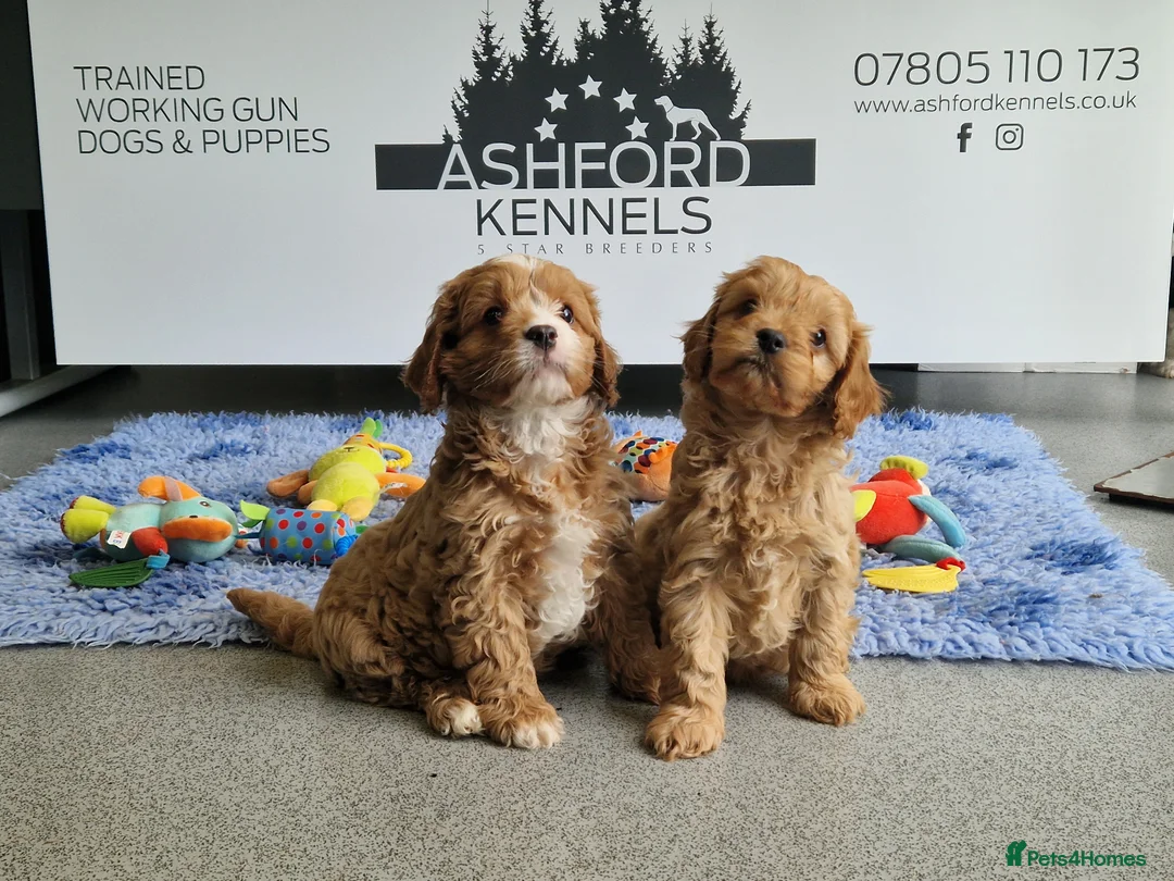 Cavapoo dogs for sale: RARE H/TESTED RED PHANTOM CARRIER F1 TOY CAVAPOOS - Advert 1