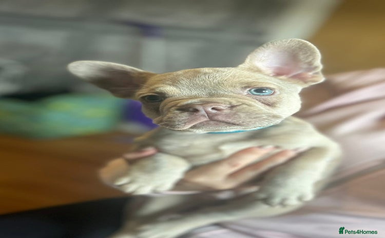 French Bulldog dogs - Advert 1