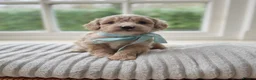 Cavapoochon dogs for sale: Gorgeous cavapoochon babies - Advert 19