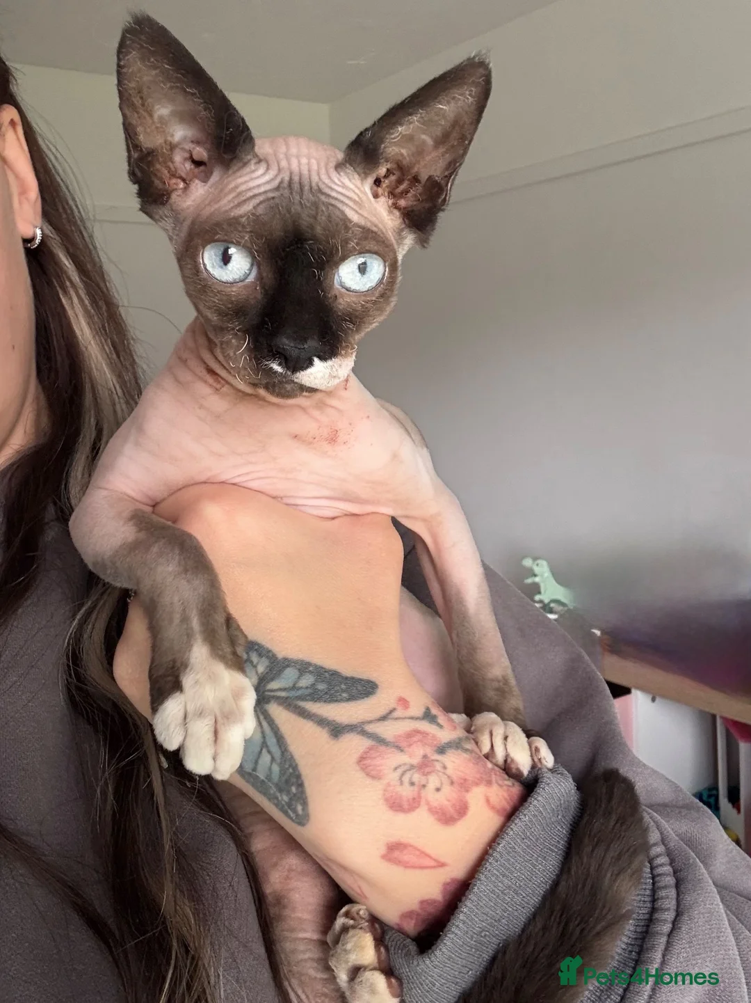 Sphynx cats for sale: 5 month old female Spynx kitten black and white - Advert 1