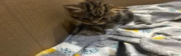 Domestic Shorthair cats for sale: Kittens for sale  - Advert 9