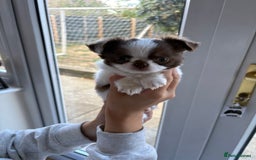 Chihuahua dogs for sale: Russian long hair Chihuahuas - Image 3