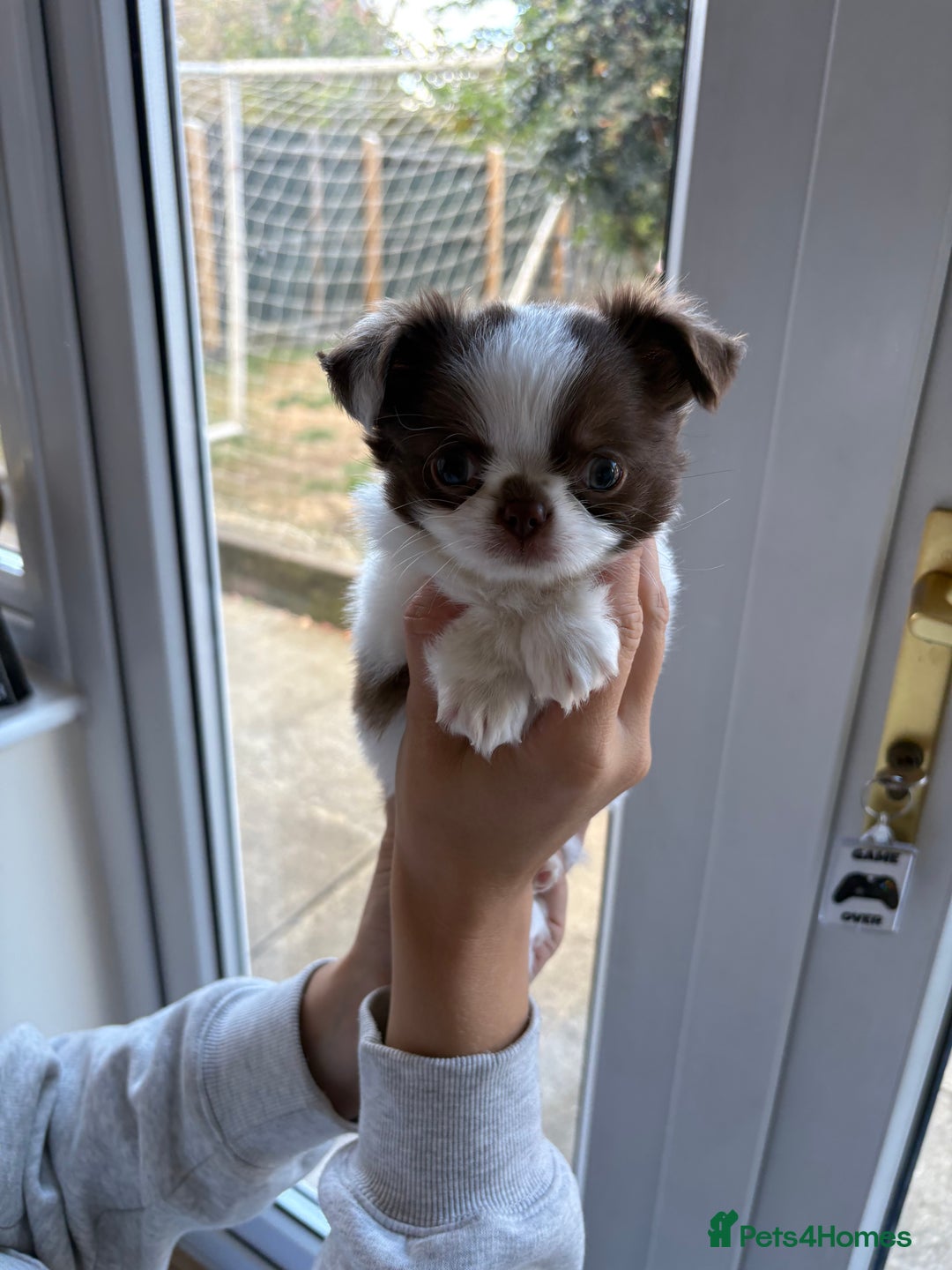 Chihuahua dogs for sale: Russian long hair Chihuahuas - Image 3