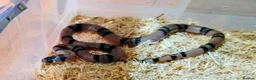 Milk Snake reptiles for sale: ANERY HONDURAN MILK SNAKE - Advert 3