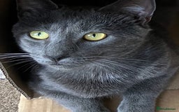 Siamese cats for sale: Siamese Lynx, - Image 2