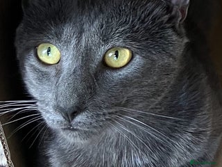 Siamese cats - Advert 4