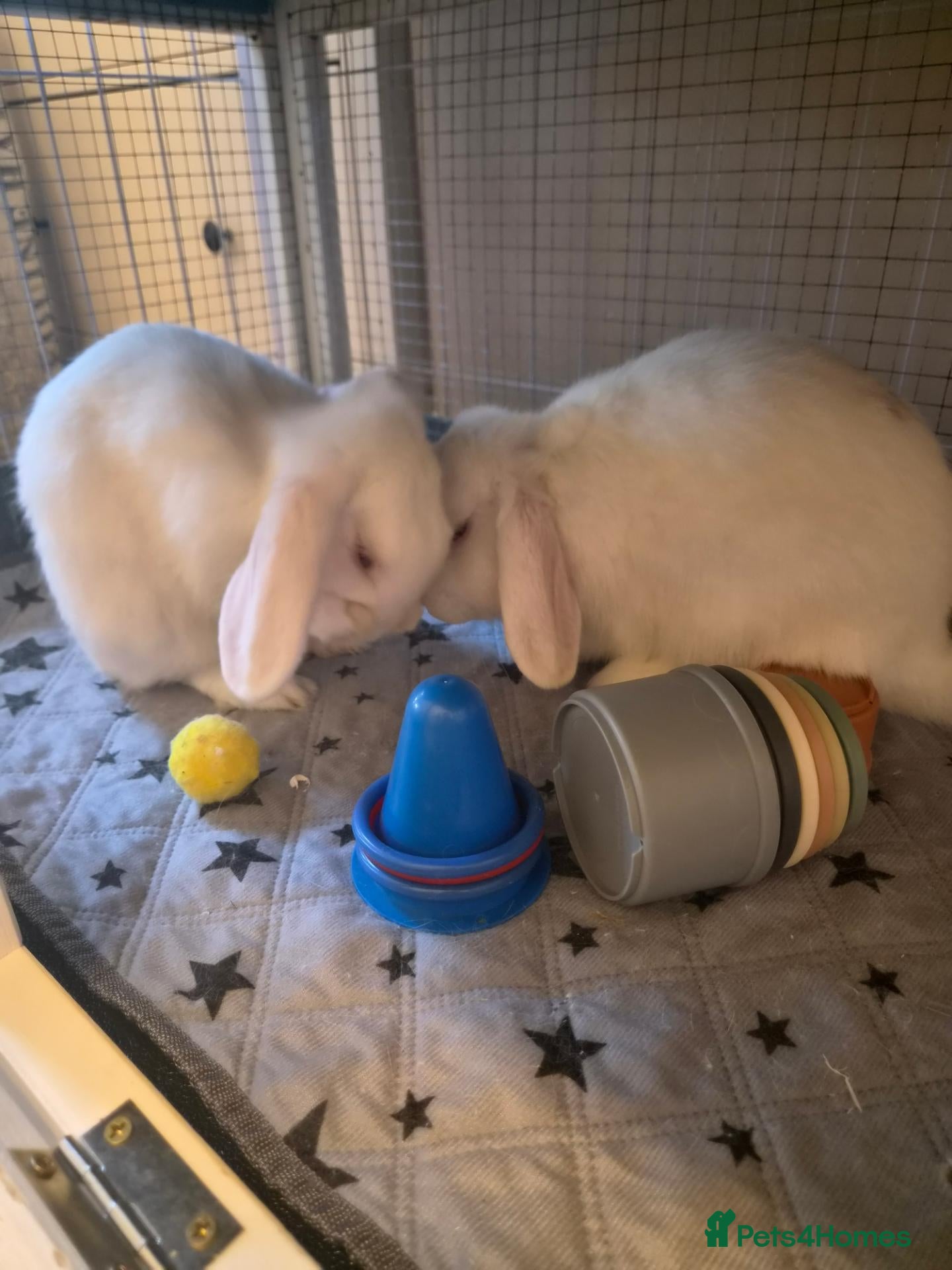Mini Lop rabbits Rabbits two females must go together  - Advert 1
