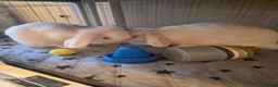 Mini Lop rabbits for sale: Rabbits two females must go together  in Exmouth - Advert 1