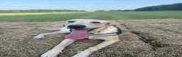 Mixed Breed dogs for sale: Meet Mabel 🐾 - Advert 6