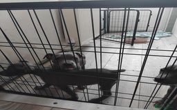 Staffordshire Bull Terrier dogs for sale: Blue male staff puppies  - Image 6