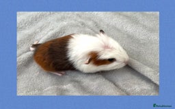 Guinea Pig rodents for sale: Baby guinea pigs  - Image 8