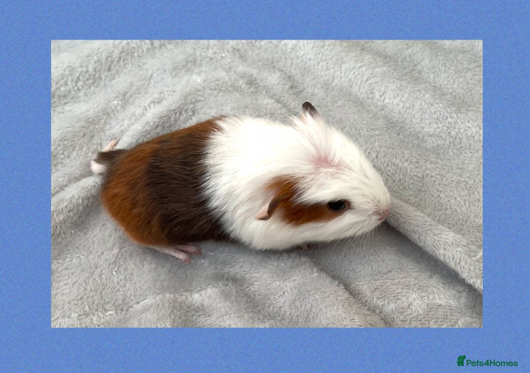 Guinea Pig rodents for sale: Baby guinea pigs  - Image 8