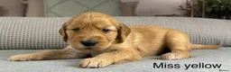 Goldendoodle dogs for sale: HEREDITARY HEALTH TESTED MUM. DNA TESTED DAD - Advert 32