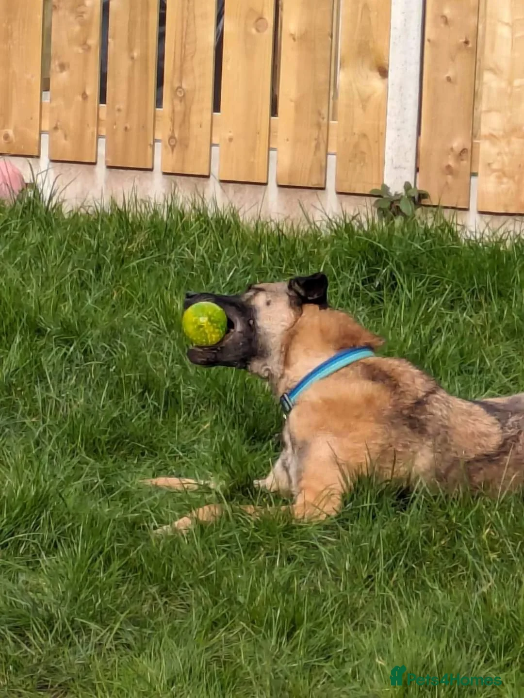 Mixed Breed dogs for adoption: Meet Pickle, currently residing in Wales in Barry - Advert 18