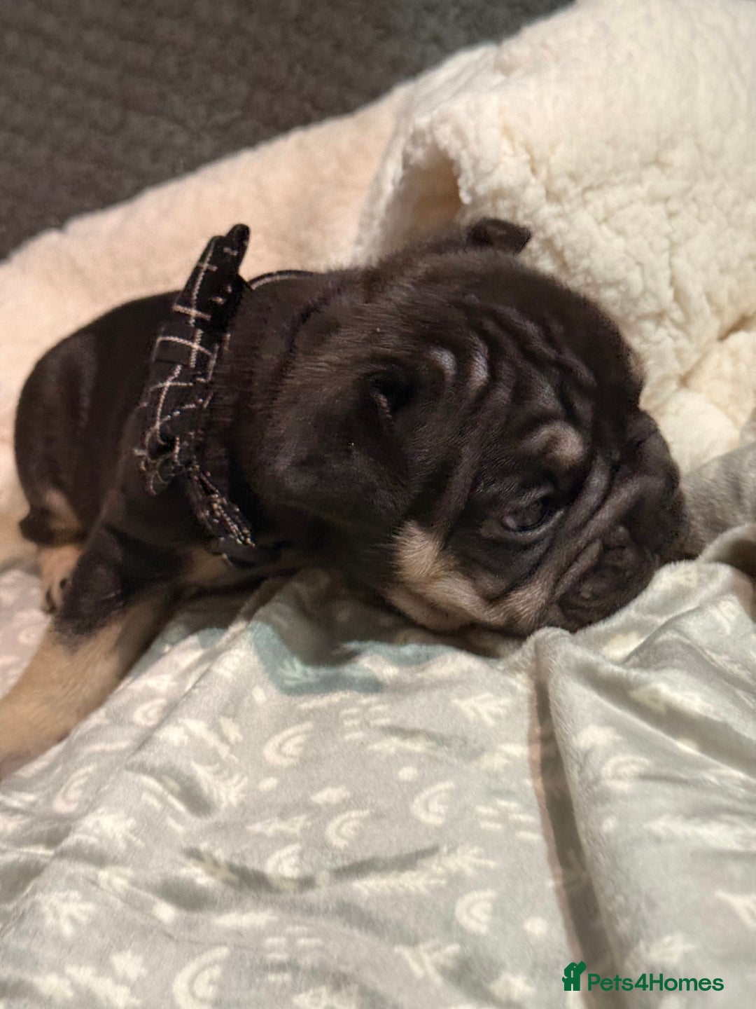 French Bulldog dogs for sale: French bulldog puppies for sale! - Advert 4