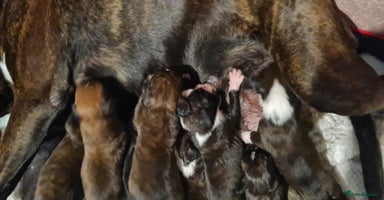 Boxer dogs - Advert 4