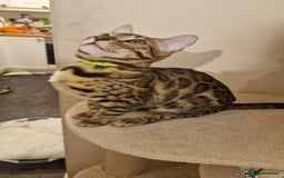 Bengal cats for sale:  🌟 Stunning Bengal Kittens  🌟 🥰🥰 - Image 6
