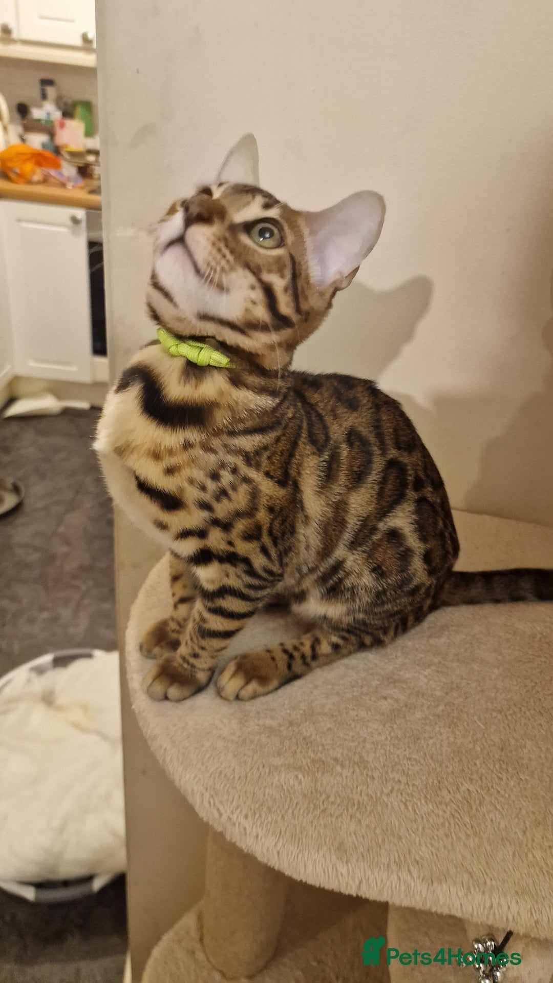 Bengal cats for sale:  🌟 Stunning Bengal Kittens  🌟 🥰🥰 - Image 6