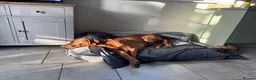 Hungarian Vizsla dogs for stud: Stunning Vizsla x Fox Red Lab for Stud (proven) in Bristol - Advert 7
