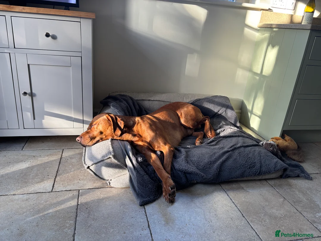 Hungarian Vizsla dogs for stud: Stunning Vizsla x Fox Red Lab for Stud (proven) in Bristol - Advert 7