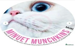 Munchkin cats for sale: White Persian Minuet munchkin blue & odd eyes - Image 12