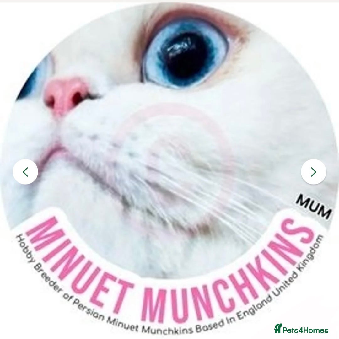 Munchkin cats for sale: White Persian Minuet munchkin blue & odd eyes - Image 12