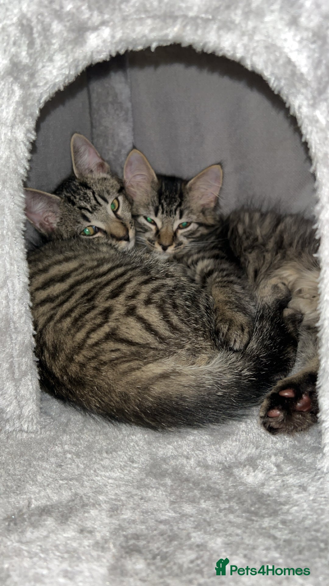 British Longhair cats for sale: 2 kittens looking for a new home  - Advert 9