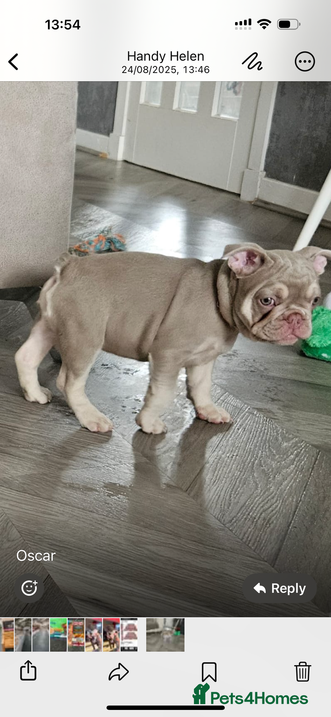 French Bulldog dogs for stud: Stunning Isabella & Tan boy fluffy L4 for Stud in Dundee - Image 17