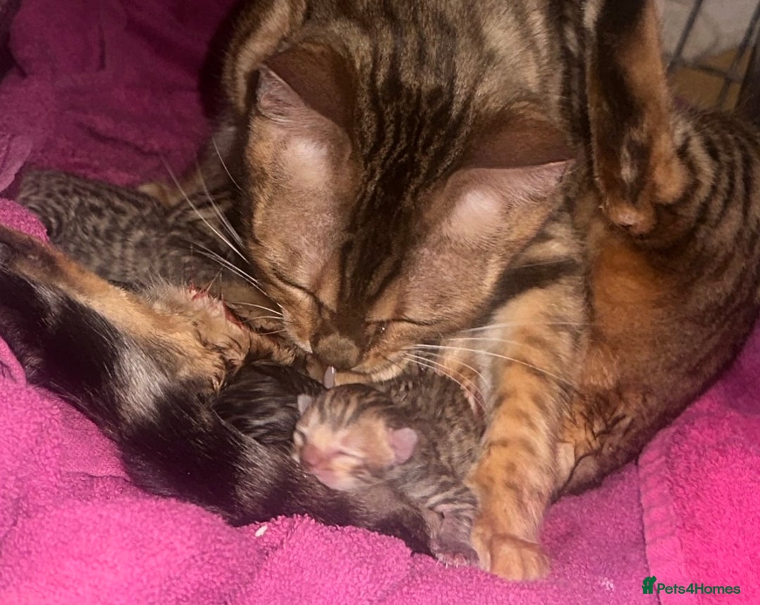 Bengal cats for sale: Stunning bengal x bsh kittens  - Image 4