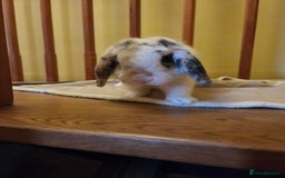 Mini Lop rabbits for sale: Male Rabbit in need of forever home.  - Image 13