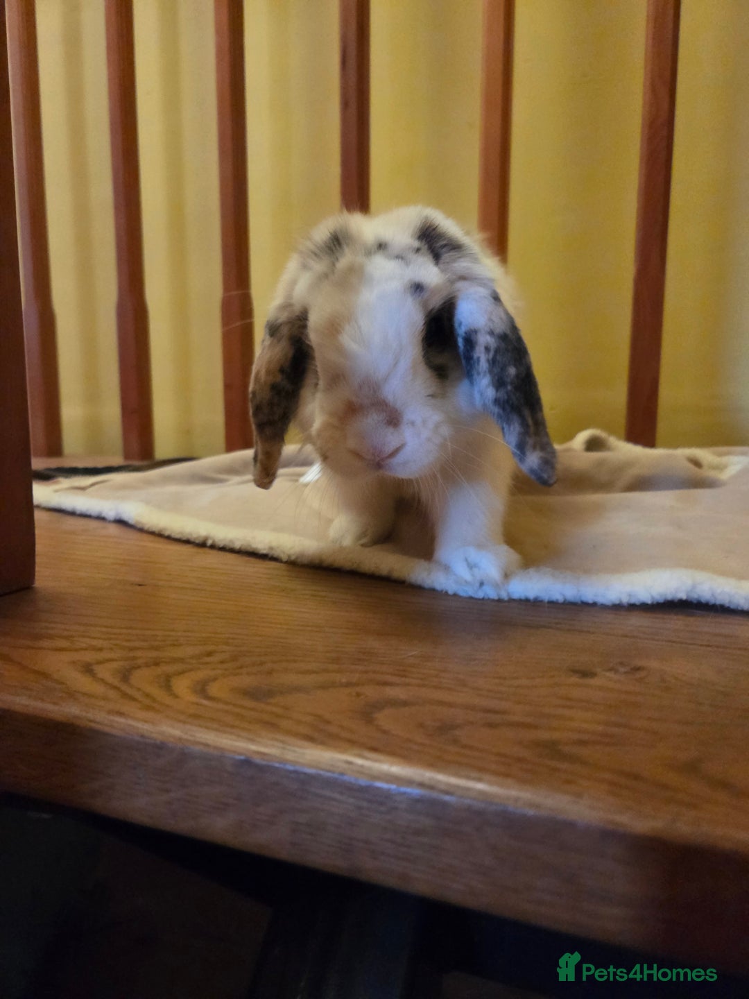 Mini Lop rabbits for sale: Male Rabbit in need of forever home.  - Image 13