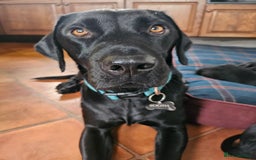 Labrador Retriever dogs for sale: KC Registered Black Labrador Puppies - Image 10