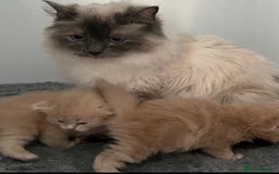 Ragdoll cats for sale: Ragdoll x Persian kittens  - Image 10