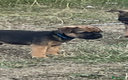 Border Terrier dogs for sale:  Border Terrier puppies  - Image 7