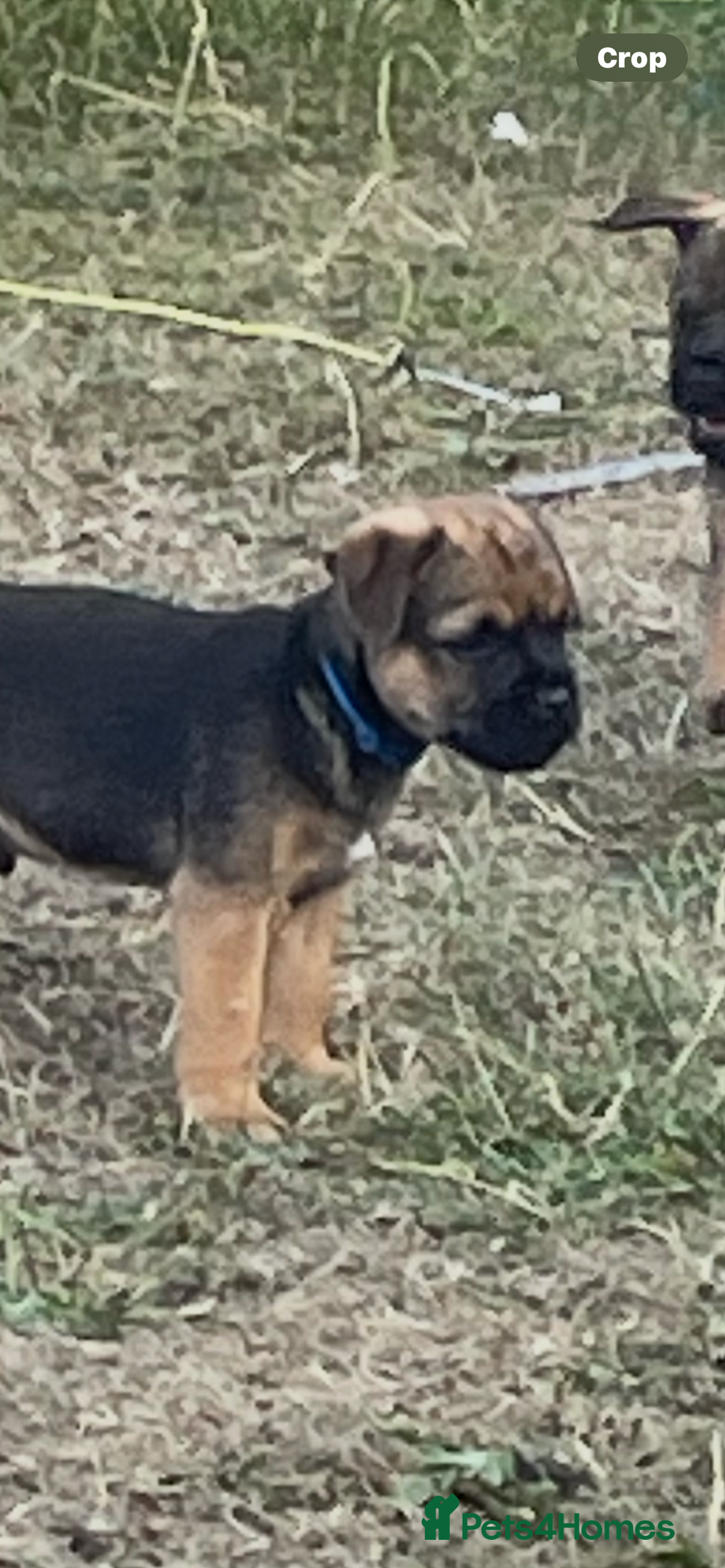 Border Terrier dogs for sale:  Border Terrier puppies  - Image 7