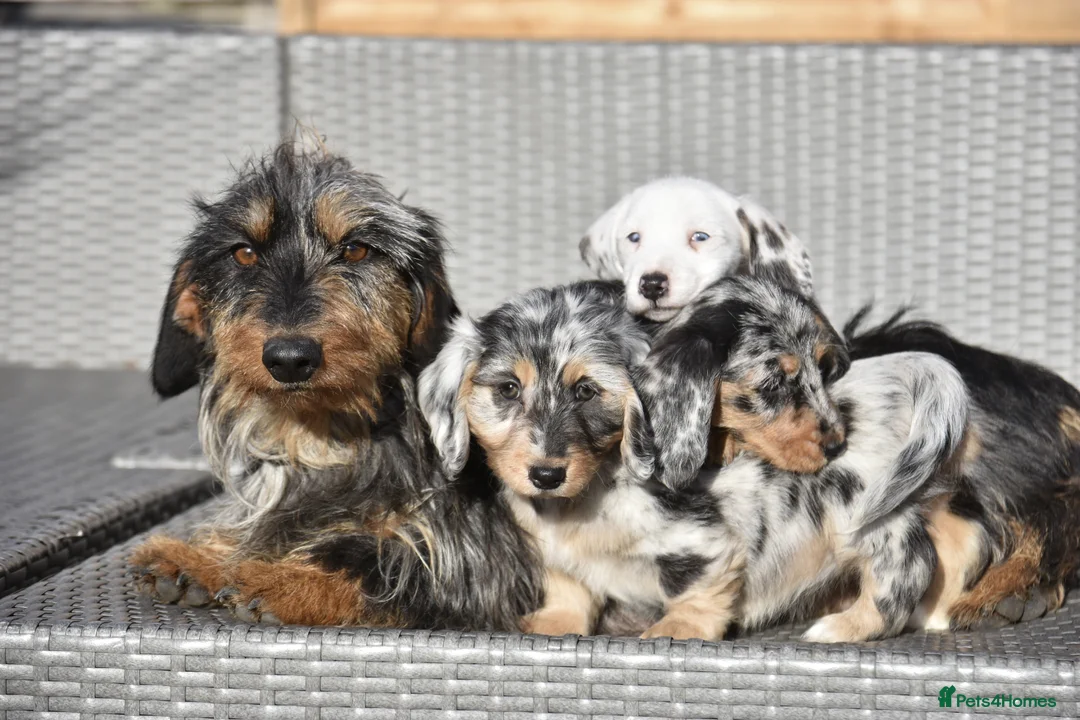 Dachshund dogs for sale: Adorable dachshund litter - Advert 4