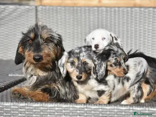 Dachshund dogs Adorable dachshund litter - Advert 11