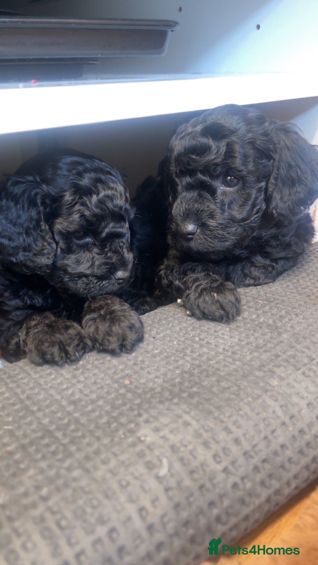 Cockapoo dogs for sale: Beautiful F1B Cockerpoos🐶 - Image 25