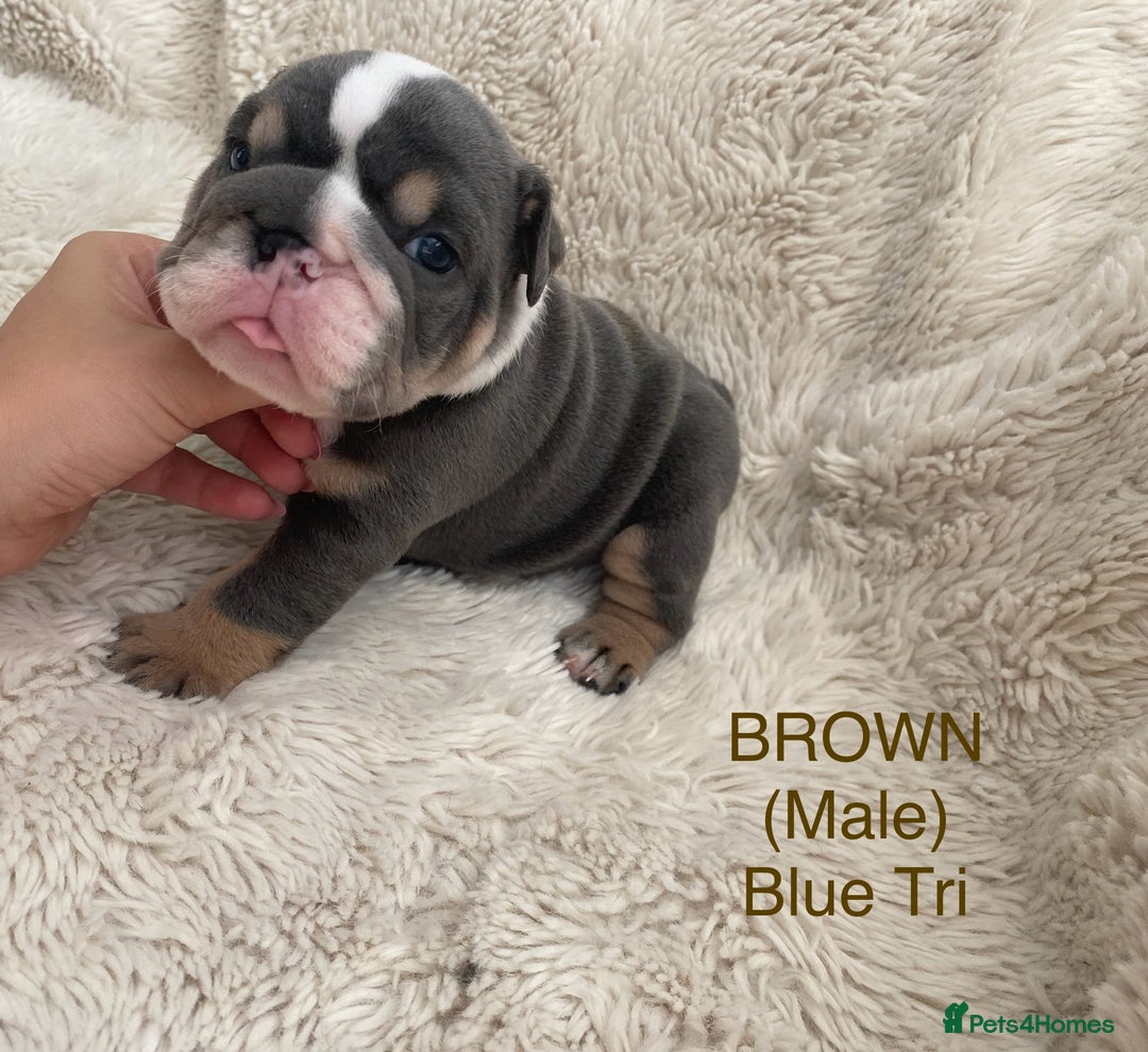 English Bulldog dogs for sale: English Bulldog Puppies - Image 2
