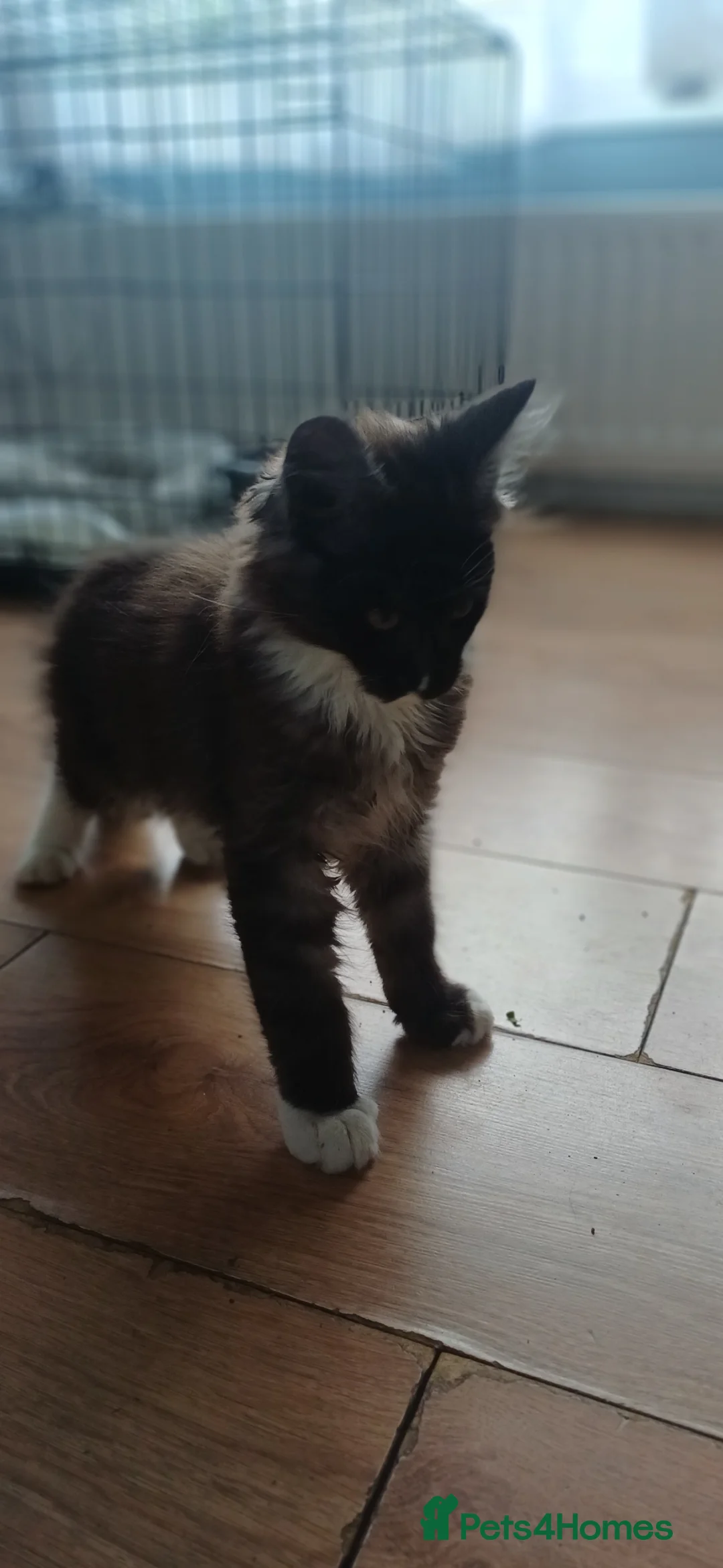 Maine Coon cats for sale: Maine cooin boy for sale - Advert 2