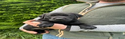 Labrador Retriever dogs for sale: KC Black Labrador puppy's  - Advert 9