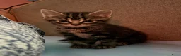 Mixed Breed cats for sale: Kittens!!!  - Advert 12