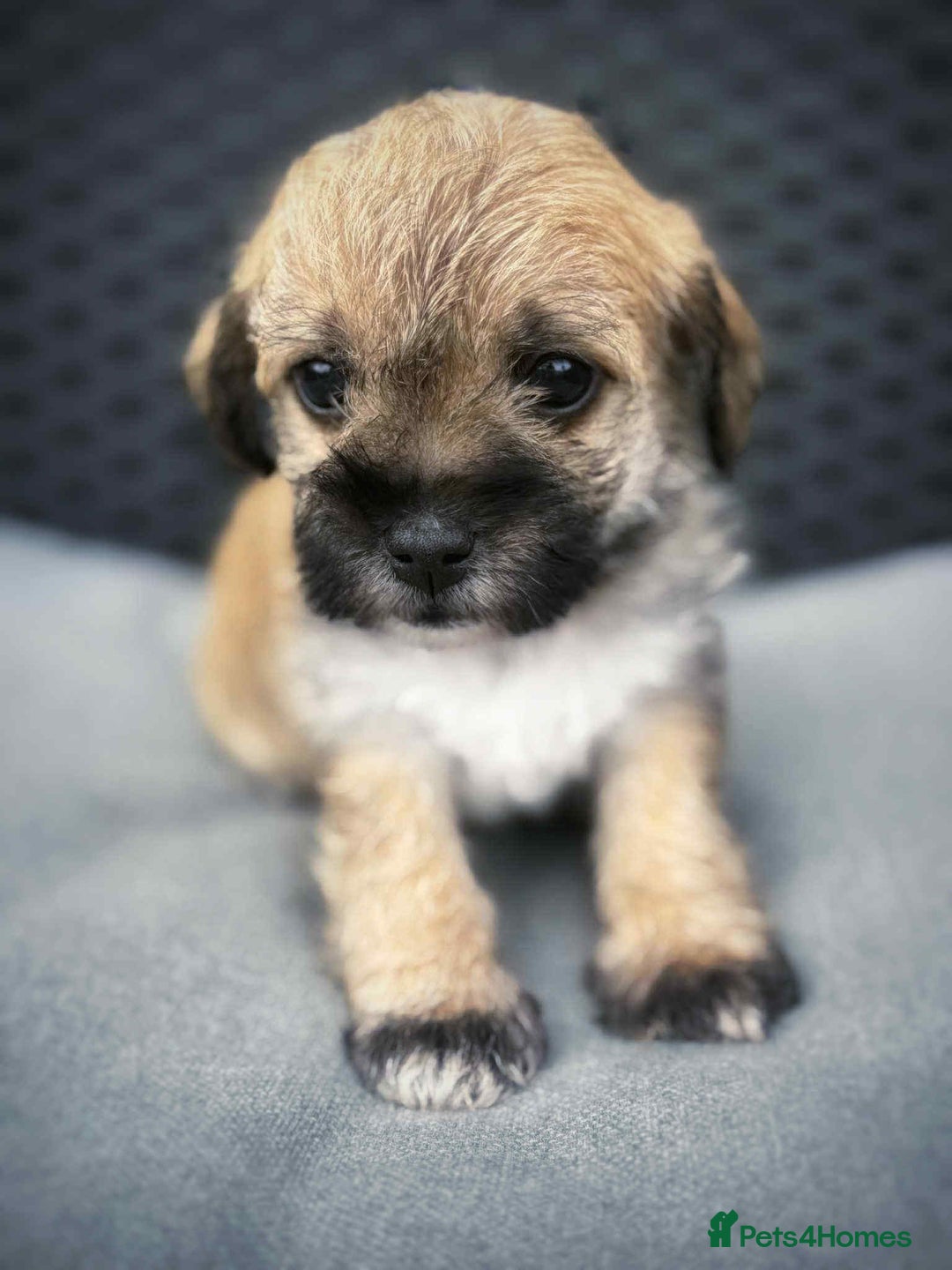 Yorkshire Terrier dogs for sale: Yorkies  - Image 33