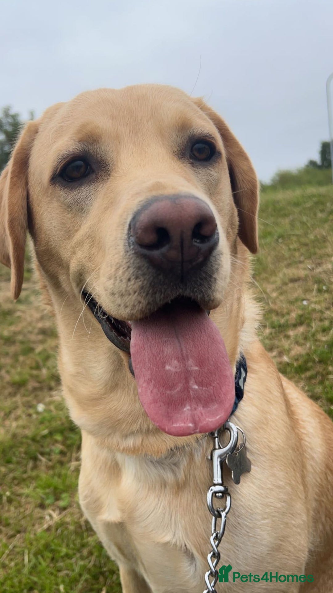 Labrador Retriever dogs for stud: Exceptional Labrador Stud - Advert 4