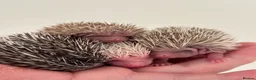 Pygmy Hedgehog rodents for sale: Girls Boys Ethically Bred African Pygmy Hedgehogs - Advert 15