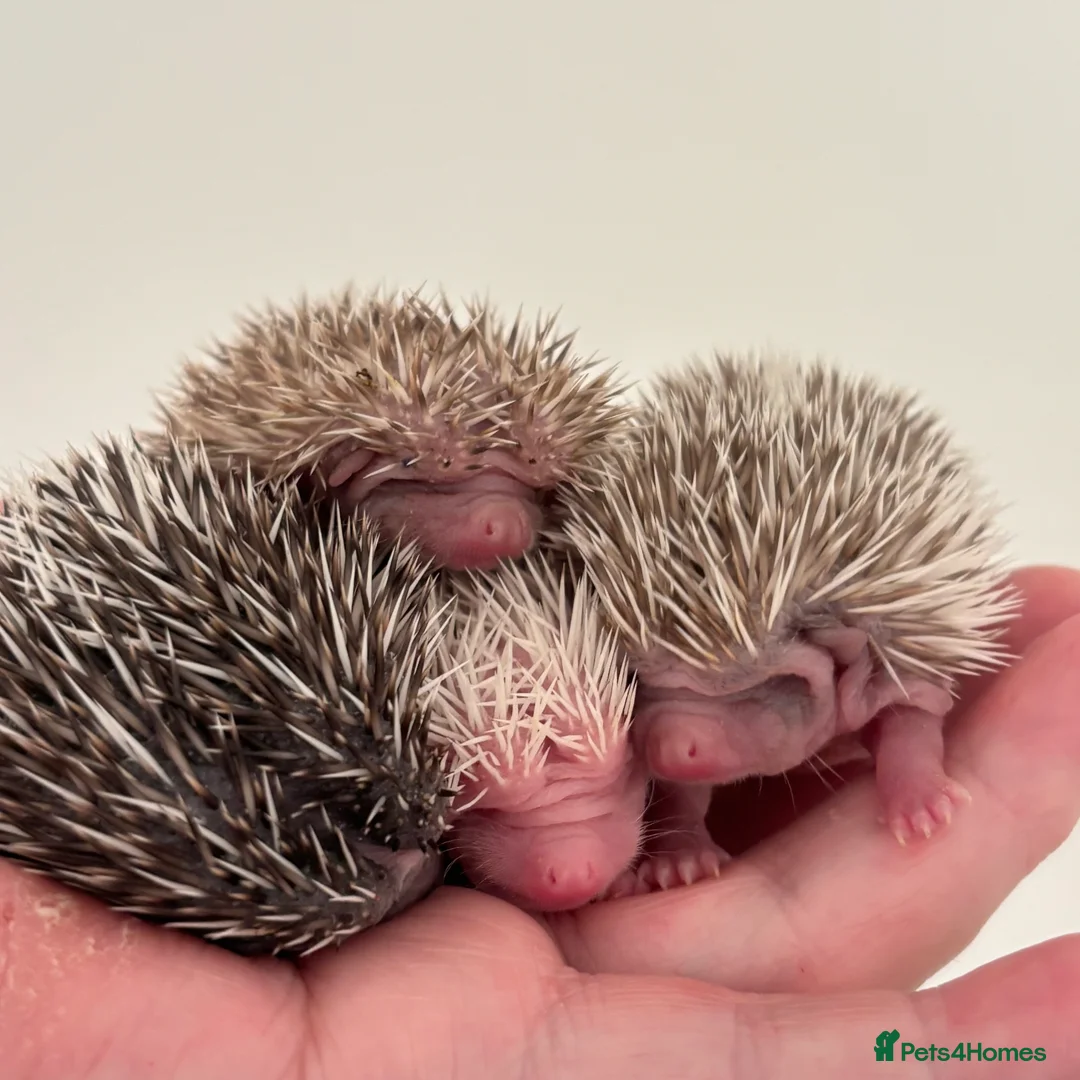 Pygmy Hedgehog rodents for sale: Girls Boys Ethically Bred African Pygmy Hedgehogs - Advert 15
