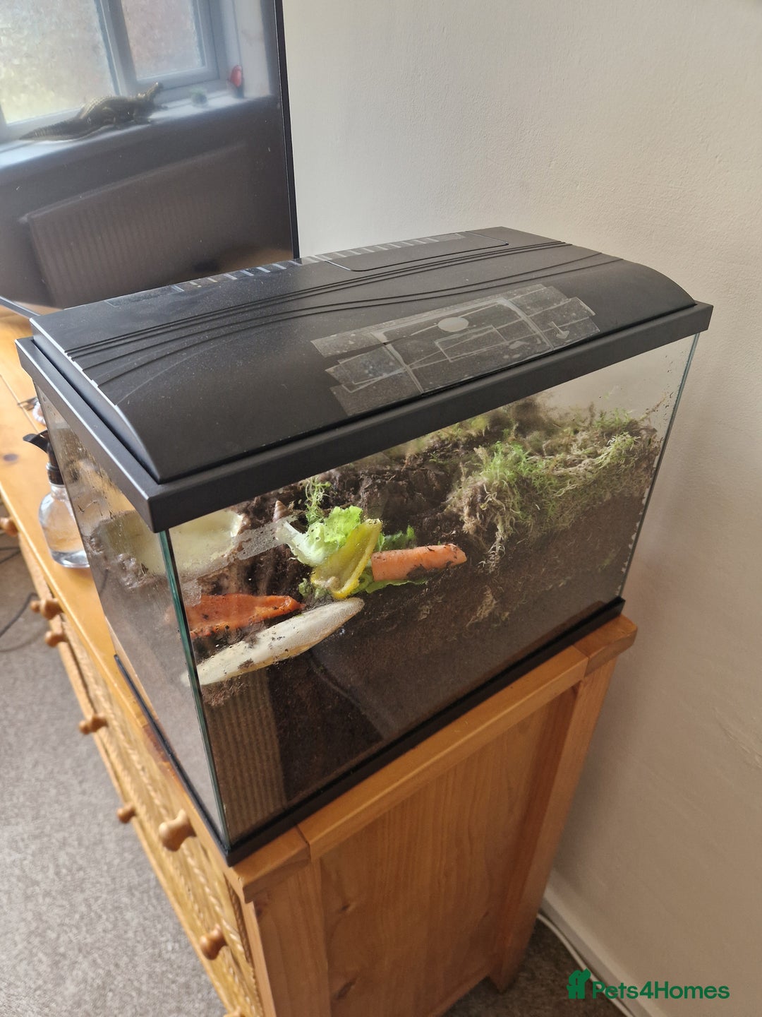 Snails invertebrates for sale: 2 Giant African Land Snails With Full Setup - Image 3