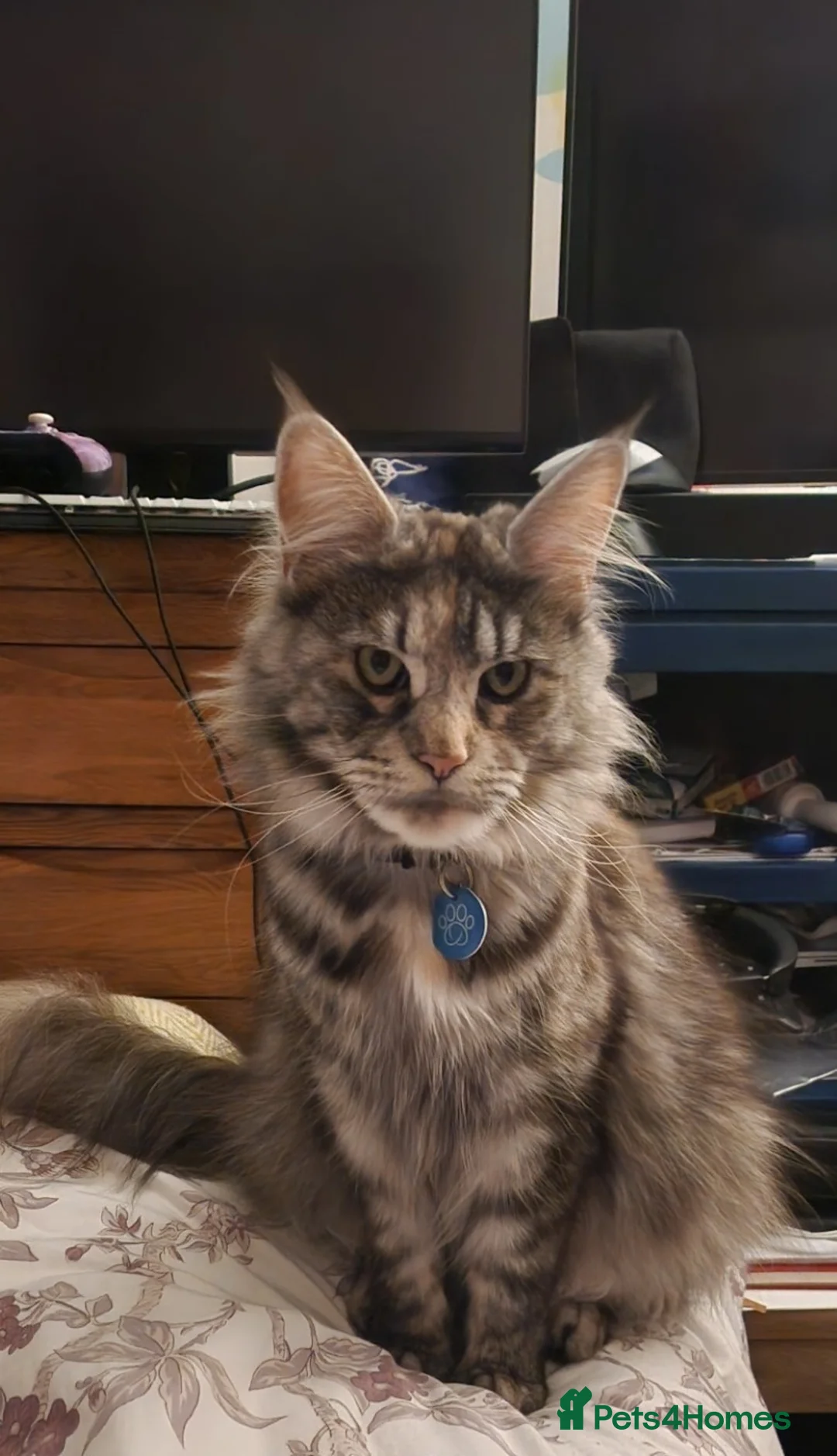 Maine Coon cats for sale: 3 Maine coon kittens for sale in Invergordon - Advert 2