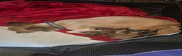 Chihuahua dogs for sale: Long haired chihuahua puppies  - Advert 9